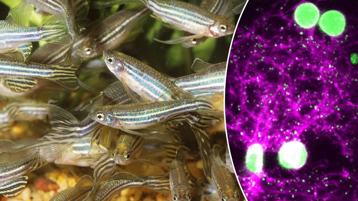 Vědci zachytili moment, kdy mozek rybičky vytváří vzpomínky